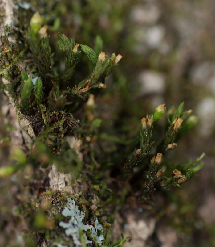 Orthotrichum sordidum